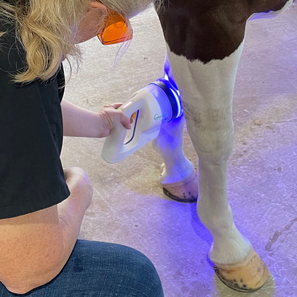 Phovia being applied to horse wound