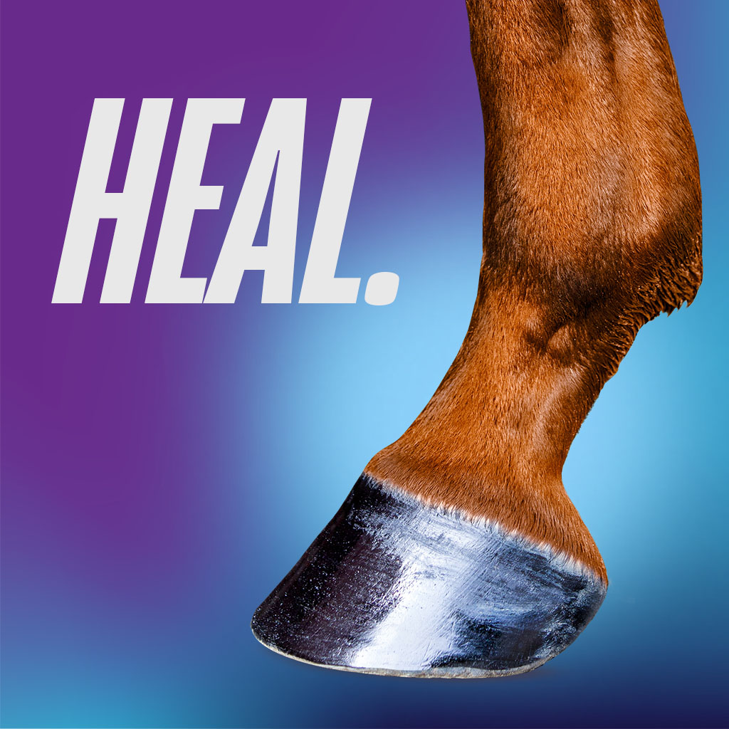 horse leg with no bandage